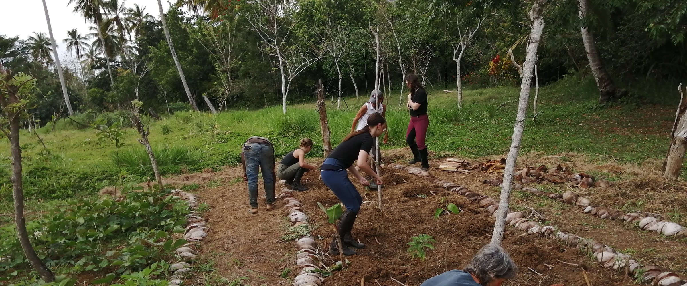 Our team planting seedlings on the Frutos Pachamama farm in Samaná, Dominican Republic
