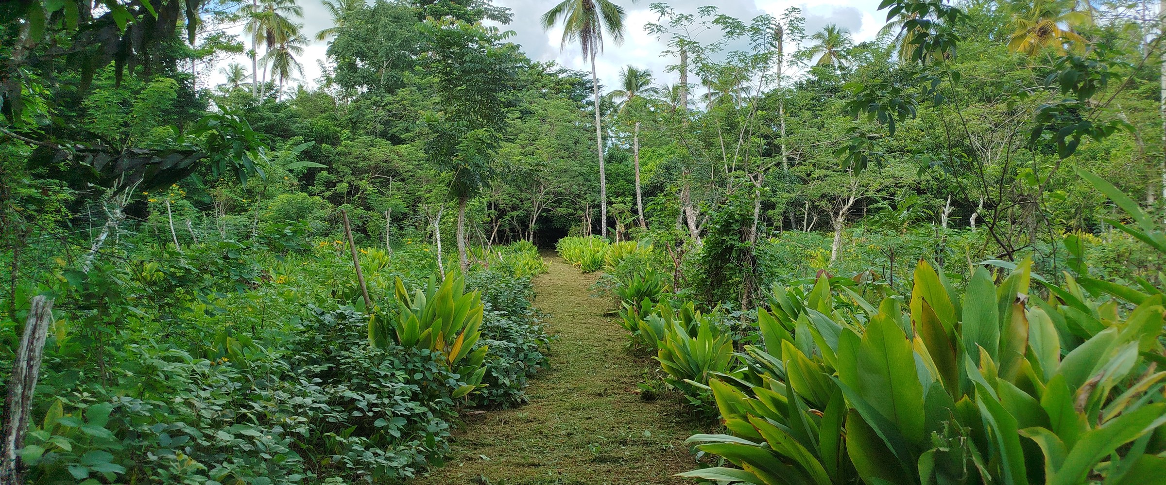 Turmeric path winding through our regenerative farm in Samaná, Dominican Republic